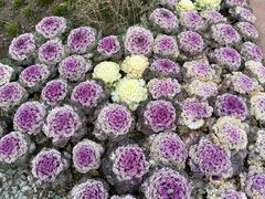-荷兰花海
