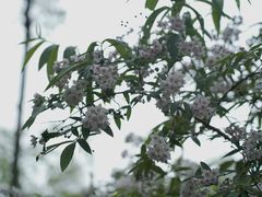 -叠溪松坪沟景区