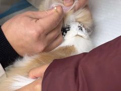 -宠颐生汉谟拉比宠物医院