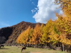 -狮子沟牧场