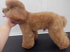 -comecome来吧宠物(奥克斯中心店)