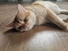 -东方名猫馆·英短金渐层布偶猫舍(环线广场1号楼店)