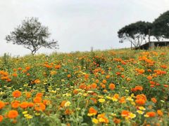 -松山湖梦幻百花洲