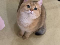 -格蕾宠物医院24H·猫科·肿瘤科·骨科中心(福州总院)