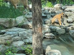 -北京野生动物园