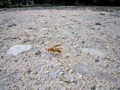 景点-湖光岩风景区