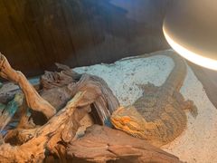 -喵园·猫主题咖啡厅·撸猫·猫咖(国贸店)