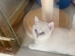-糯米喵星人总部直营旗舰店·猫舍·幼猫出售