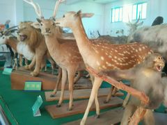 -广东茂名森林公园