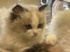 -屋虎猫馆(宝安大仟里店)