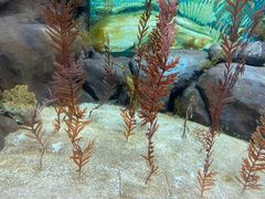 -上海海洋水族馆