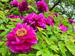 -洛阳市隋唐城遗址植物园