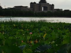 -莲花池公园