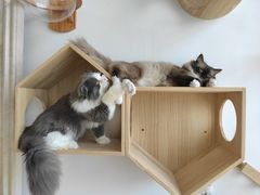 -Catmate·猫肥家润(金润铂宫店)