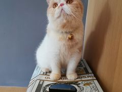 -CAT’S MEWSTAR CAFE·喵星球猫屋(晴湾咖啡店)