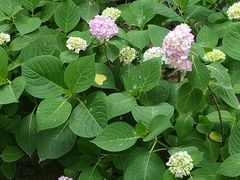 -合肥滨湖国家森林公园