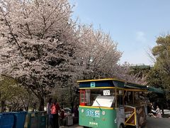 -武汉大学-樱园