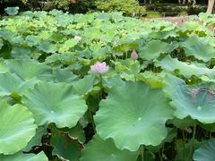 -陈家山荷花公园
