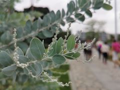 -东莞植物园