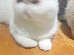 -藏猫猫咖啡主题馆(中央大道店)