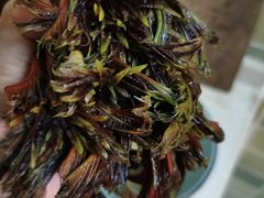 香椿-盒马鲜生(杭州运河上街店)