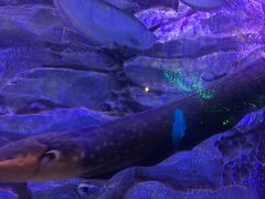 -芜湖新华联大白鲸海洋公园