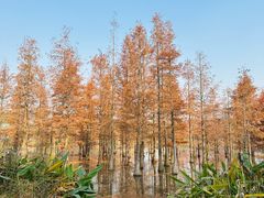 -三圣花乡旅游区