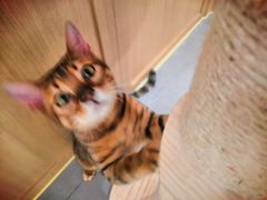 -CAT’S MEWSTAR CAFE·喵星球猫屋(晴湾咖啡店)