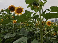 -同济大学(嘉定校区)