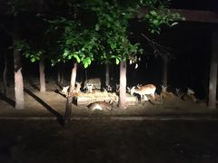 -清迈夜间动物园