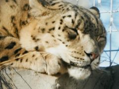 -青藏高原野生动物园