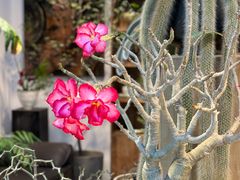 -自由生长植物工作室(深港花卉中心店)