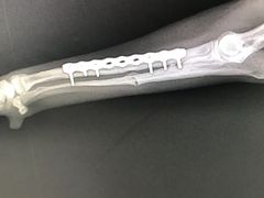-宠颐生斯嘉宠物医院·急重症·心内科(谷阳北路分院)