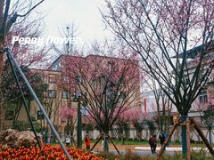 -成都市文化公园