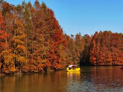 -上海海湾国家森林公园