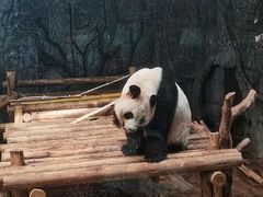 -深圳野生动物园