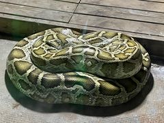 -西安秦岭野生动物园