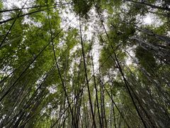 -开平碉楼文化旅游区马降龙景区