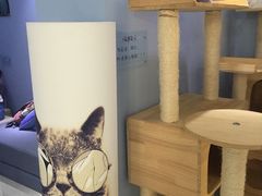 -喵的天空名猫咖啡馆·撸猫·猫舍·用品