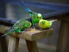 -呀路古热带植物园