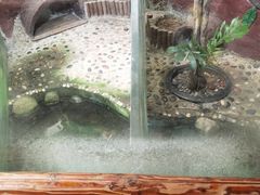 -上海大自然野生昆虫馆(东方明珠·爬宠昆虫探索中心)