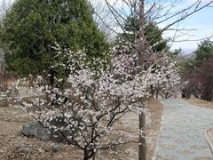 -北京鹫峰国家森林公园