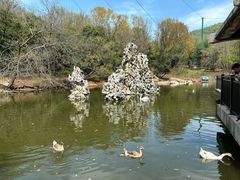 -合肥野生动物园