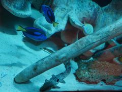 -悉尼海洋生物水族馆