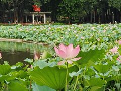 -荔湾湖公园