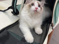 -伟伟宠物医院·CT影像中心·瑞派犬猫综合性门诊(汉口总院)