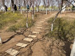 -桃花堤公园