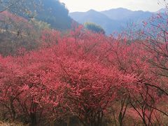 -新建村梅花