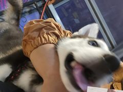 -汪说·狗咖(旺城大厦店)