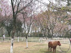 -南山植物园